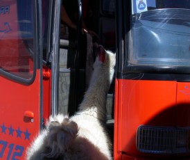 Lama investigates the bus on the border